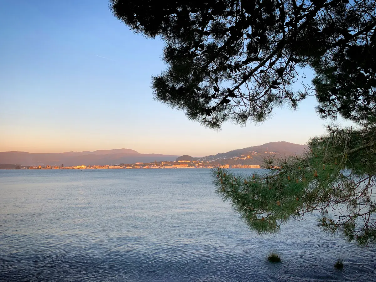Ría al atardecer con un pueblo costero al fondo y ramas de pino en primer plano